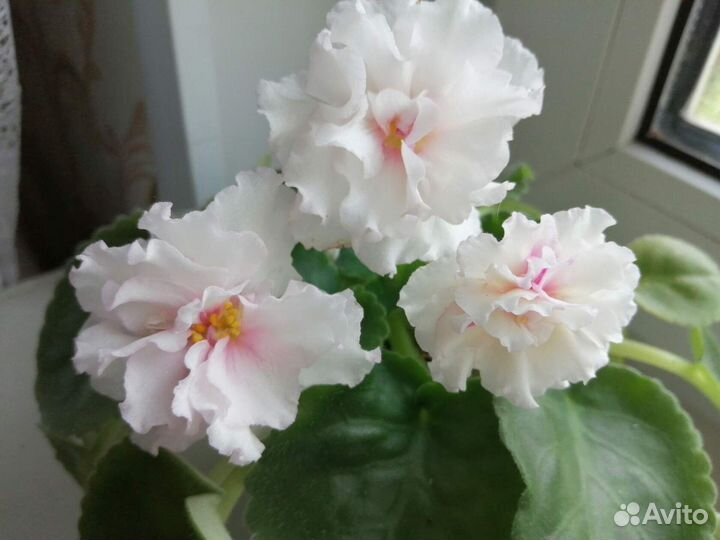 Набор листьев фиалки. Набор № 2