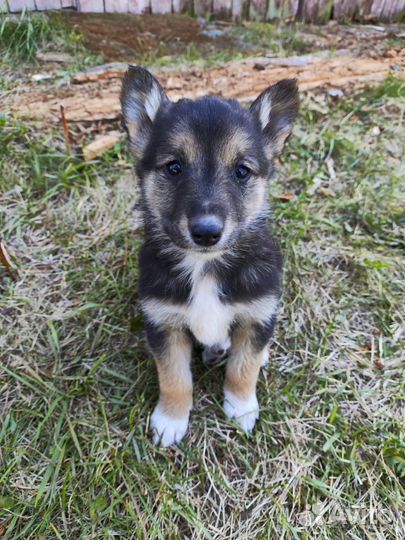 Щенок в добрые руки