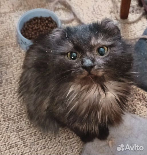 Кошечка Симашка