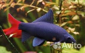 Лабео биколор. Двухцветный лабео. Аквариум. Сифон