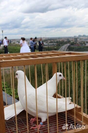 Голуби белые на праздник