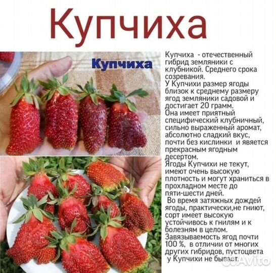Купчиха саженцы