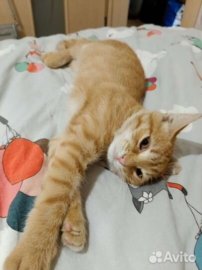 Кот Бегемот 5 мес