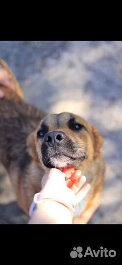 Собака ищет дом