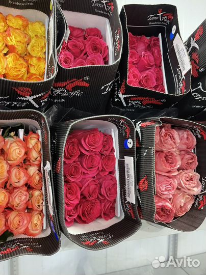 Эквадорские розы