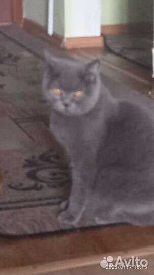 Британская