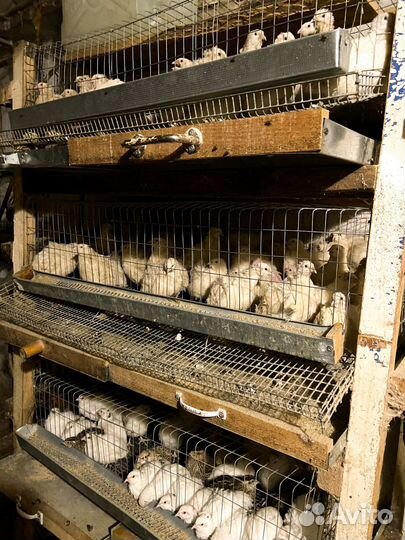 Яйца перепелиные домашние