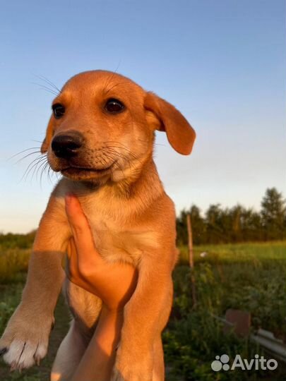 Щенки бесплатно