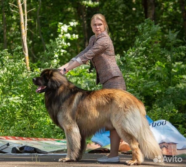 Вязка леонбергер