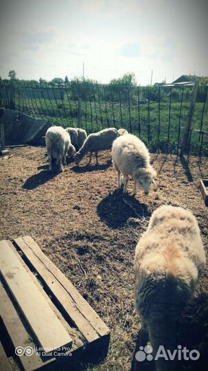 Овцы