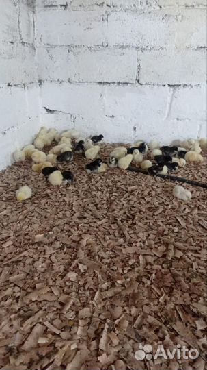 Инкубатор для яиц автоматический бу