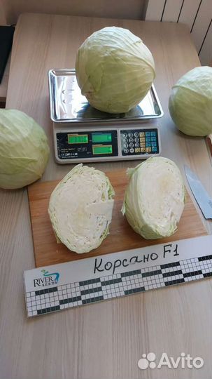 Семена капусты