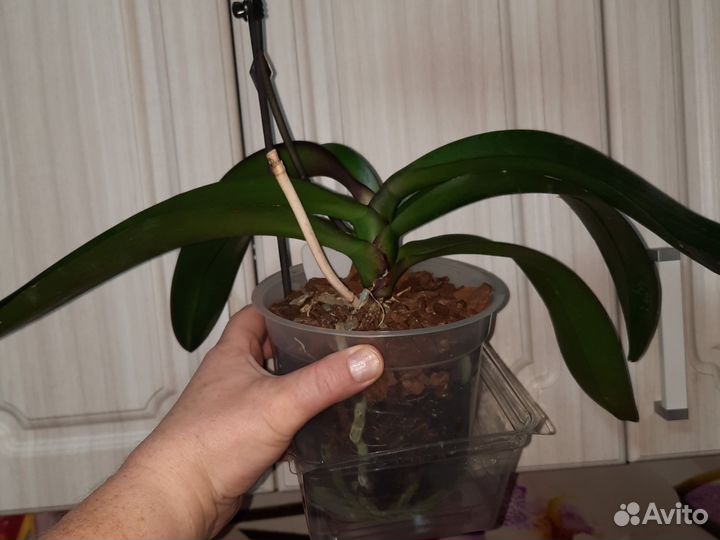 Орхидея фаленопсис