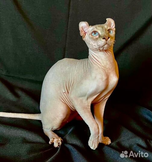 Мини пума, мальчик эльф в любимцы