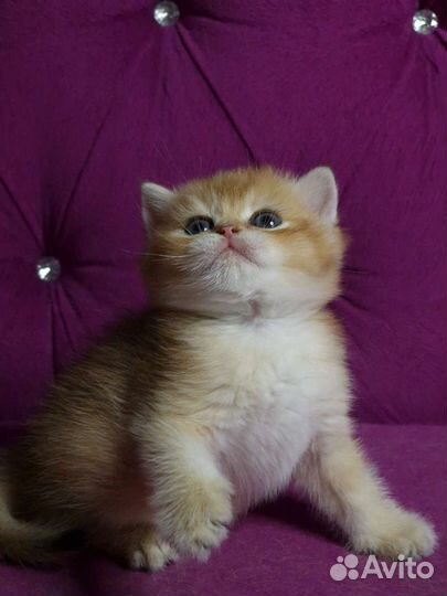 Британский котенок, золотая шиншилла