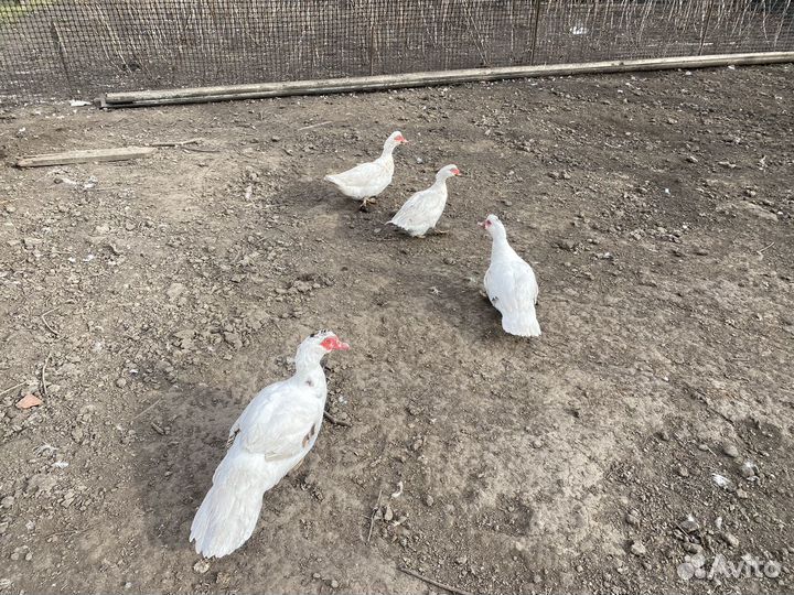 Утиные яйца индоутки