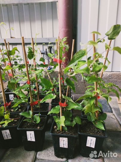 Клематис Вайлдфаер