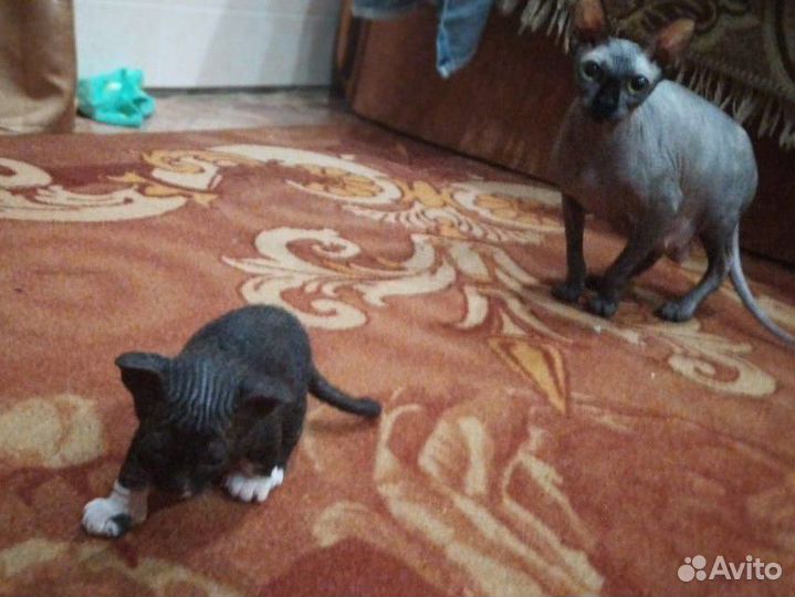Котята. Донской сфинкс (Браш)