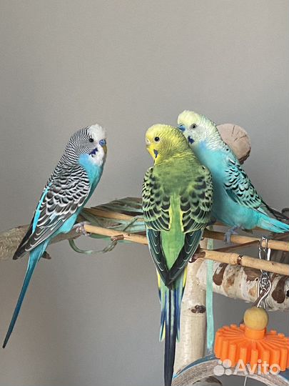 Передержка попугаев