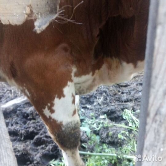 Бычок. 1 год и 3 мес