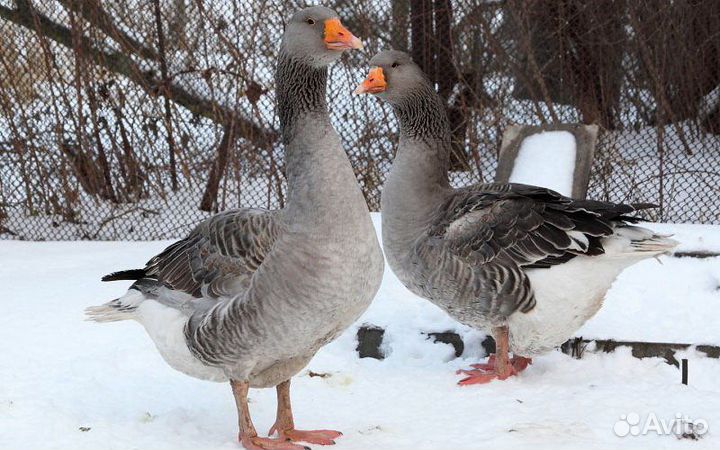 Гусята суточные