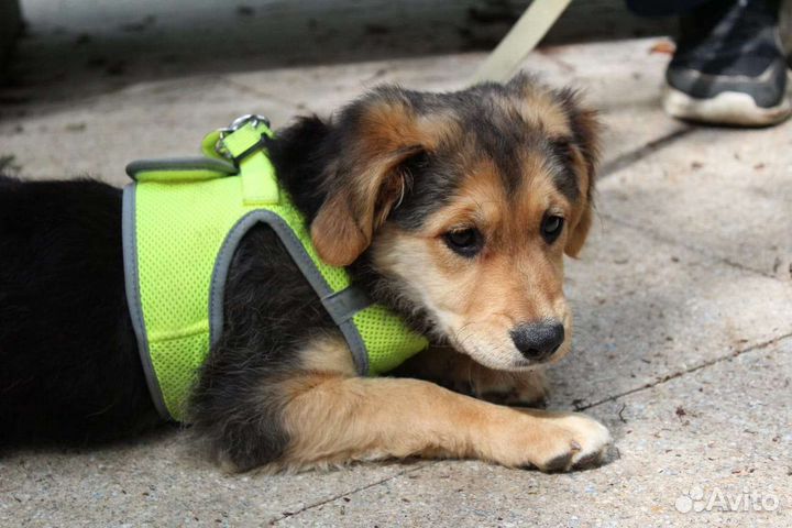 Щенок в дар