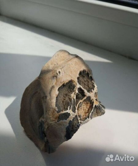 Необычный природный камень анатомического вида