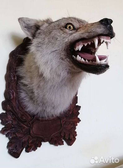 Голова волка на медальоне