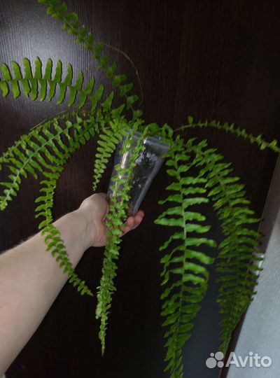 Нефролепис бостон