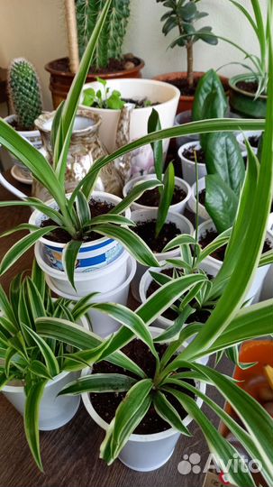 Хлорофитум