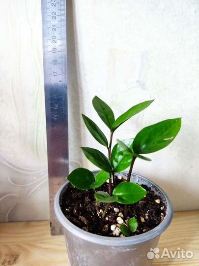 Кактусы и суккуленты