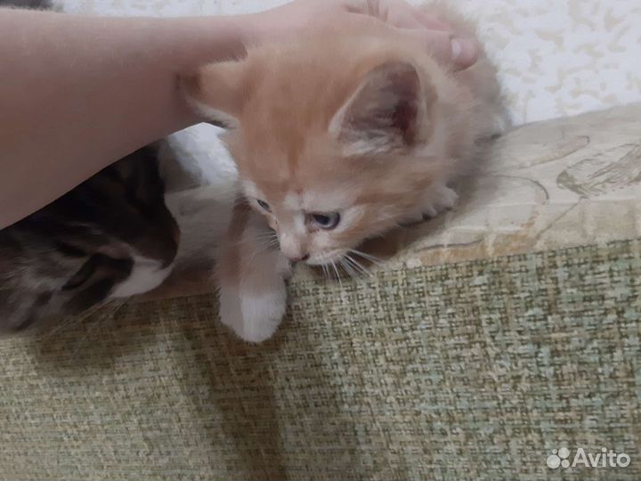 Котёнок мальчик