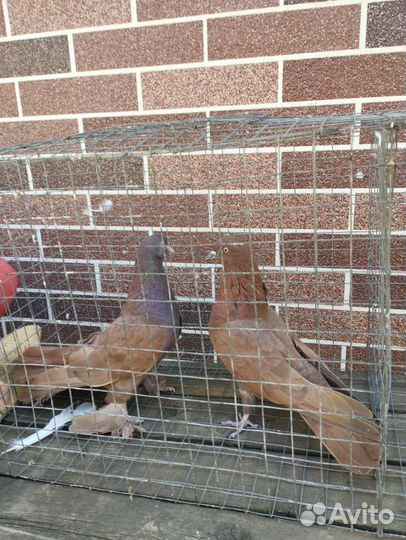 Продам голубей