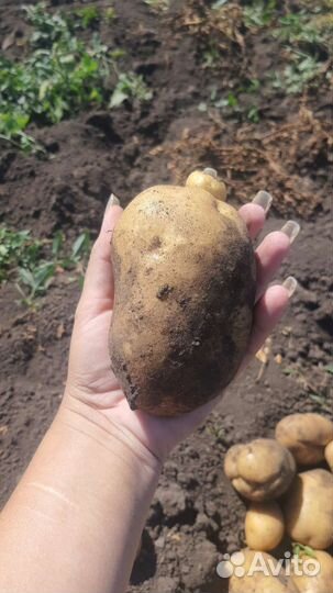 Продам картофель