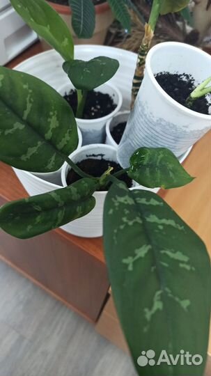 Диффенбахия