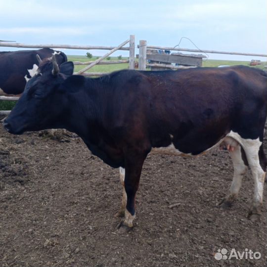 Продам Двух коров
