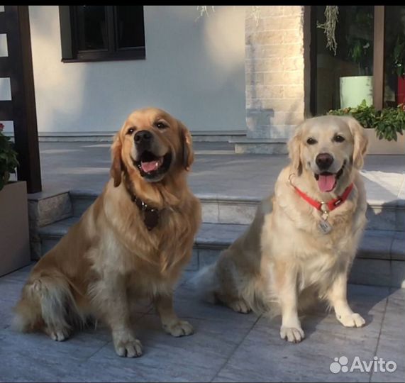 Щенки Золотистого ретривера от Чемпионов