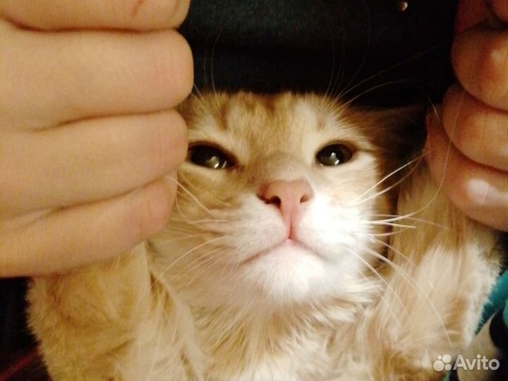 Отдам котика. к лотку приучен. ест все подряд