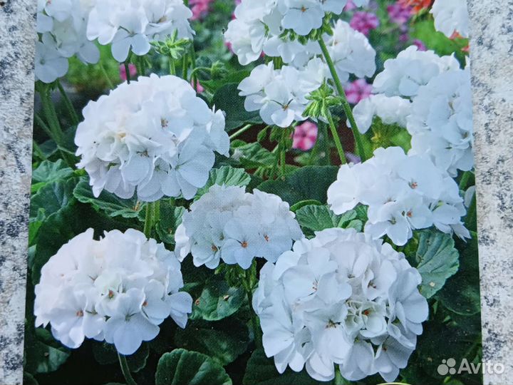 Пеларгония Мультиблум Вайт