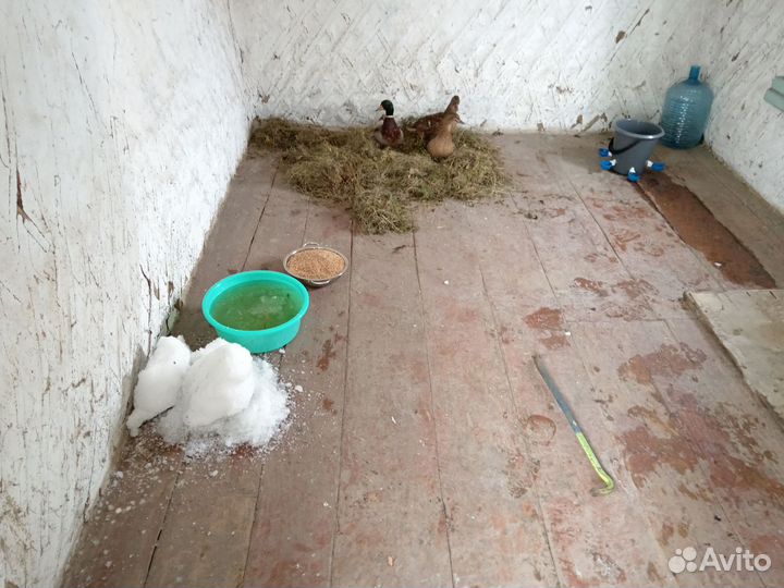 Утки пасадные для охоты