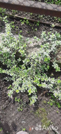 Бересклет Форчуна