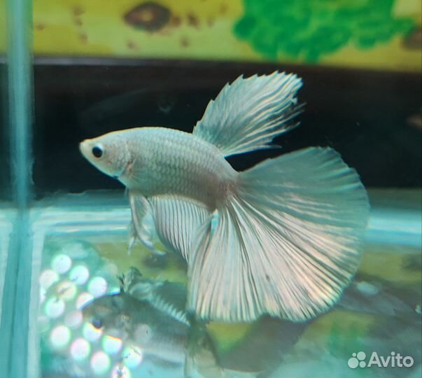 Рыбка петушок самец