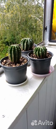 Детки кактуса большие