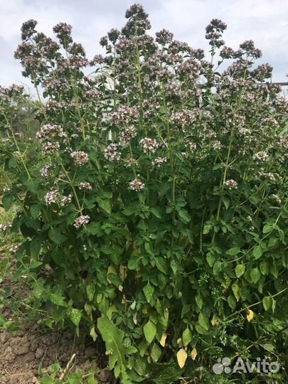 Душица, мята