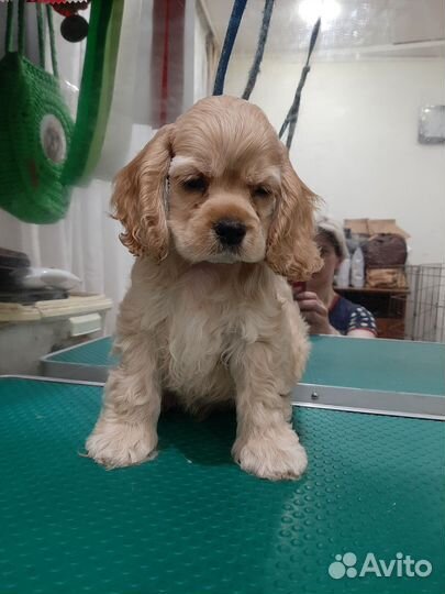 Кокер спаниель