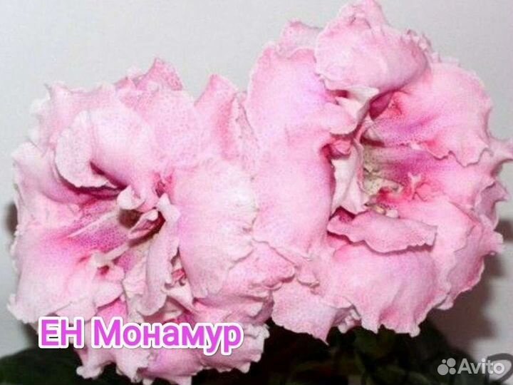 Глоксиния махровая(ароматная)