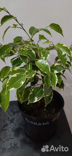 Фикус Бенджамина