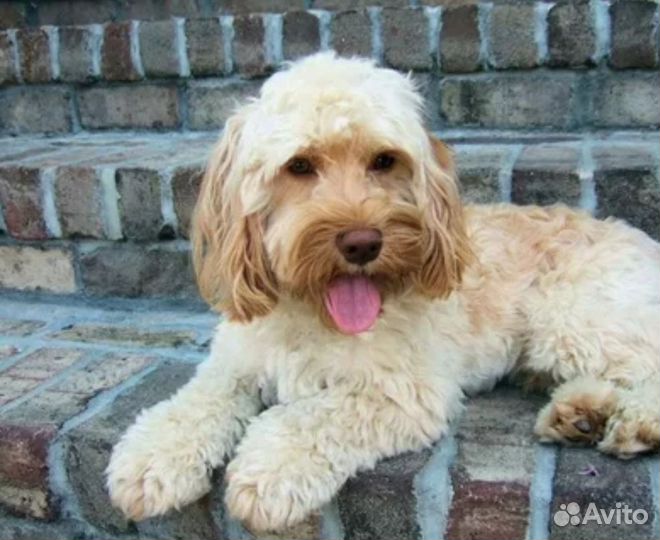 Щенки кокапу