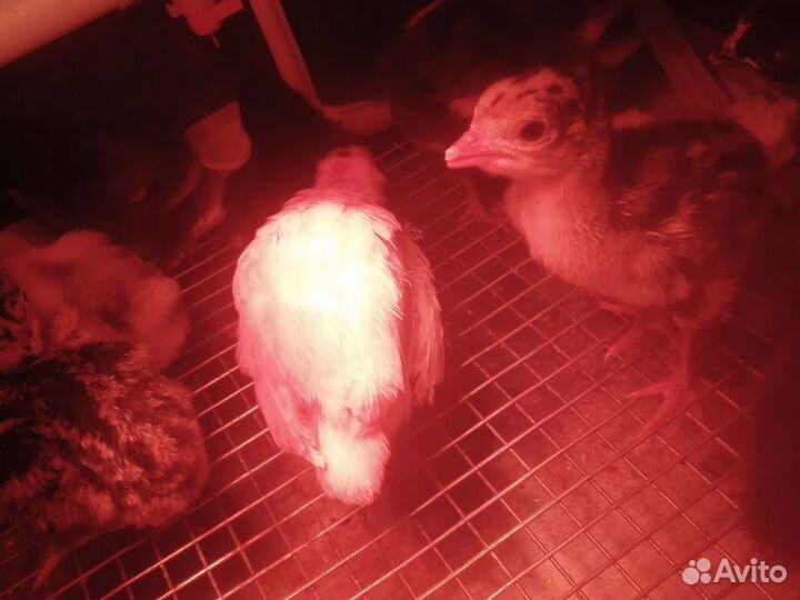Продажа домашней птицы