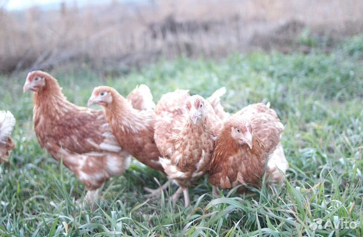 Куры несушки различных расцветок